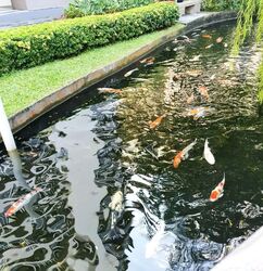 Bullion Park (D26), Condominium #581693811